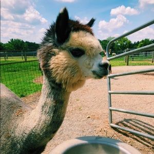 Meet your Posher, Isabella